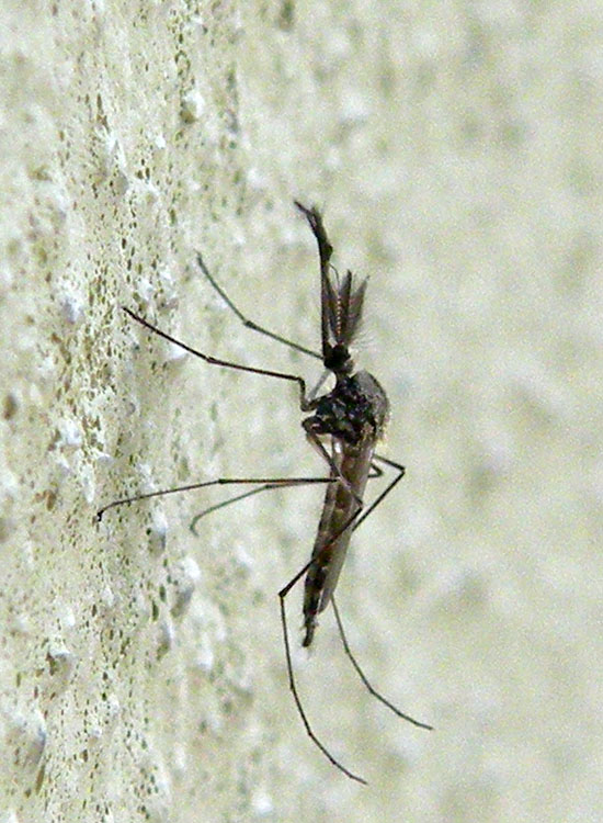 Ochlerotatus geniculatus?